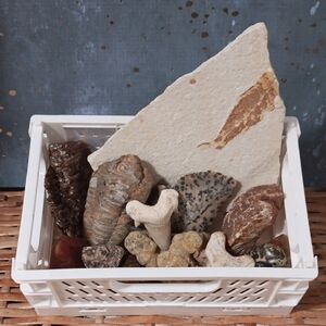 Crystal Crate 🛒 Fossils, Jasper, Calcite, Bauxite, Prehnite